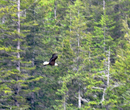 BALD EAGLE in a tree