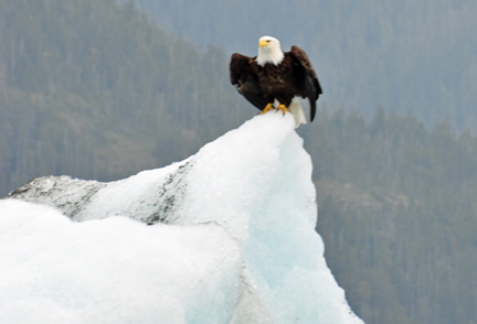 bald eagle on ice