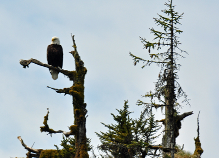 bald eagle in the tree top