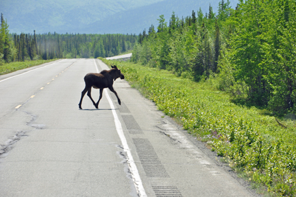 MOOSE ON THE ROAD