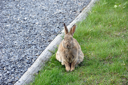 a wild rabbit in the town