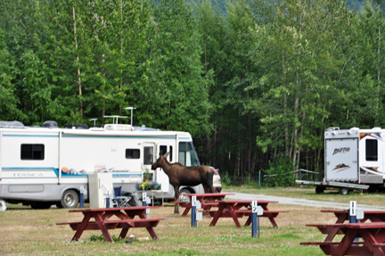moose by an RV