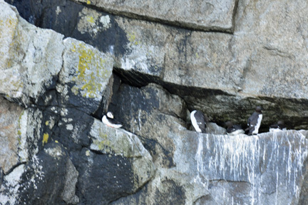 birds on the rocks