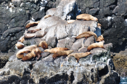 Steller Sea lions