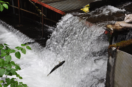 salmon jumping up the waterfall