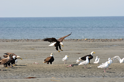 bald eagles, golden eagles, seagulls and more