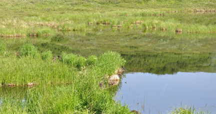 reflective pond