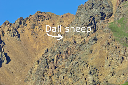 Dall sheep