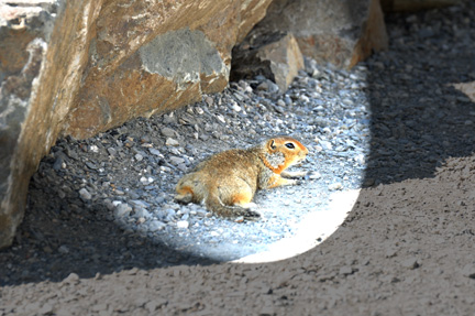 Artic Ground Squirrel  resting