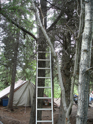 emergency ladder by tree
