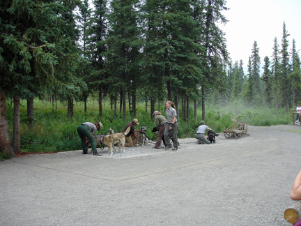 preparing the dogs for a dog sled ride