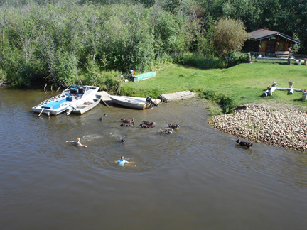 dogs in river