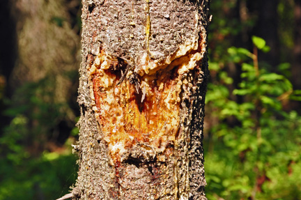 a tree with an image of an owl