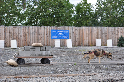 sled dog weighing 50 pounds pulling 600 pounds