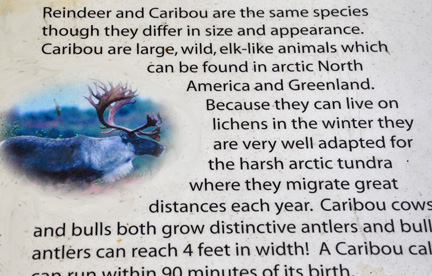 sign about reindeer and caribou
