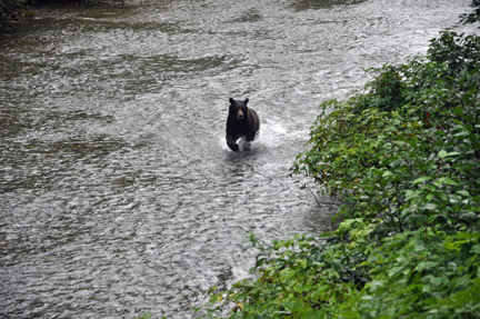 grizzly running upstream towards the bridge