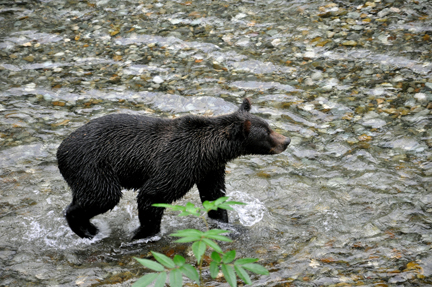 grizzly turns and runs downstream