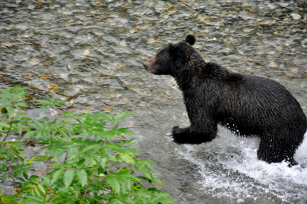 grizzly playing in river