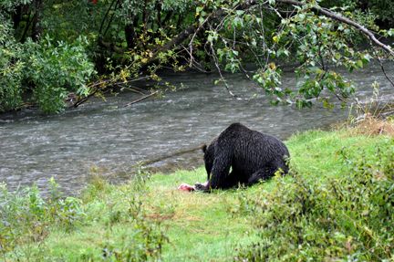 grizzly eats the fish