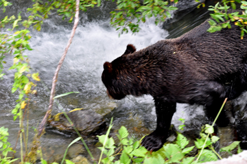 bear enters the stream