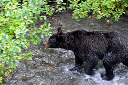 bear in the stream