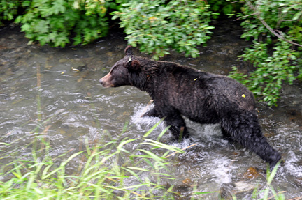 bear in the stream walking towards the view bridge