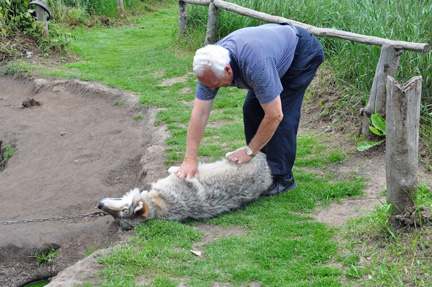Lee massages a wolf