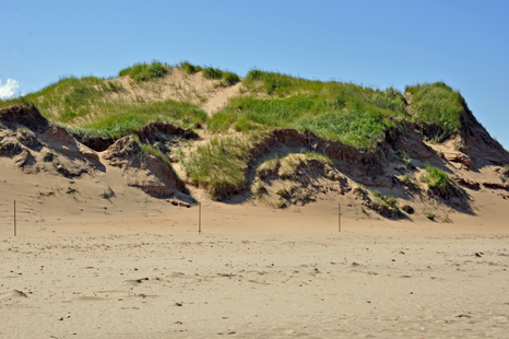 dunes at Brackley Beach