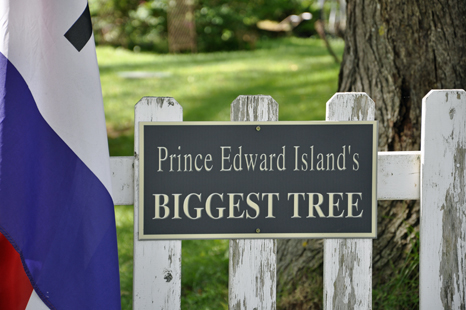 sing-Prince Edward Island's biggest tree