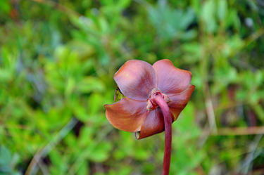 back side of the Pitcher Plant