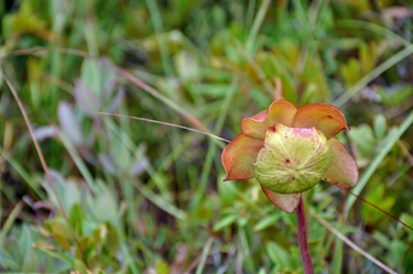 Pitcher Plant in bloom