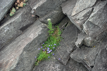 a wild flower growing out of the cliff