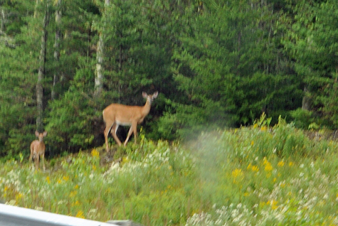 deer along the roadside in Saint John, New Brunswick