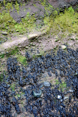 moss and seaweed