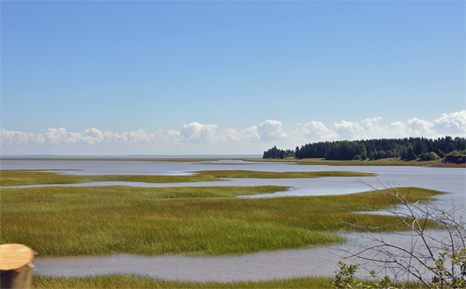view of the marsh at Shipyard Heritage Park