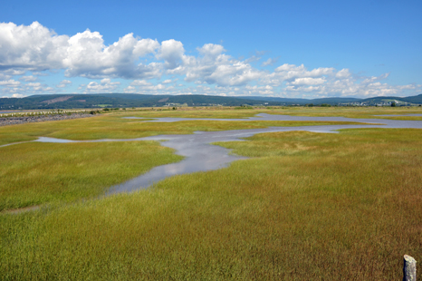 view of the marsh at Shipyard Heritage Park