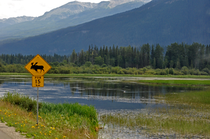 moose-crossing sign
