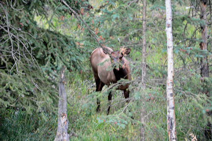 elk