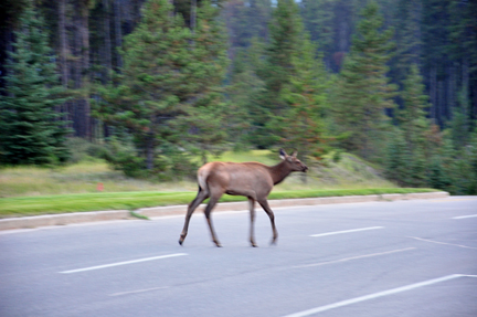 elk