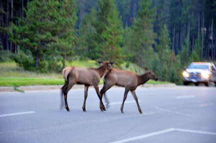 elk