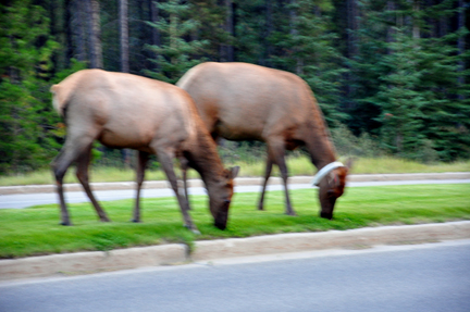 elk