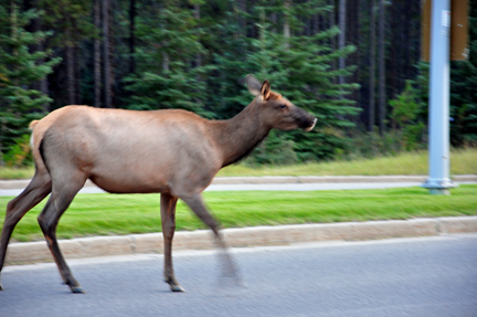 elk