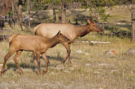 elk