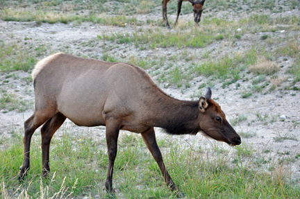 elk