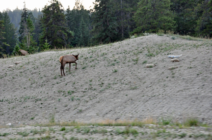 elk