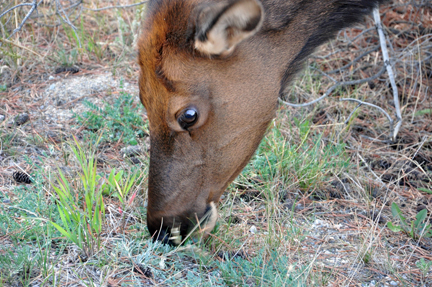 elk