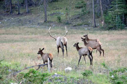 elk