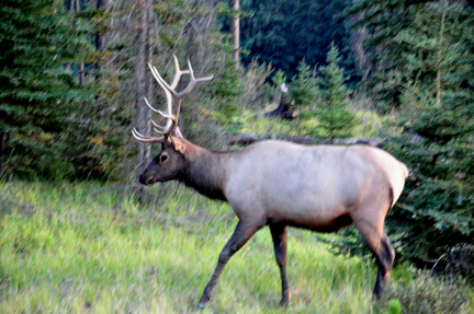 elk