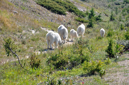 white goats