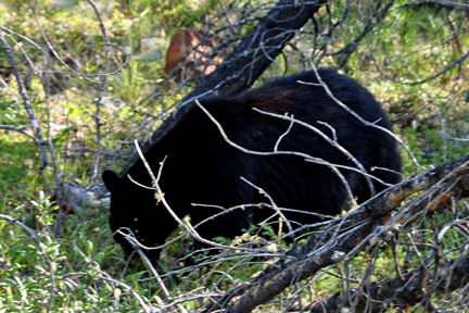 a black bear